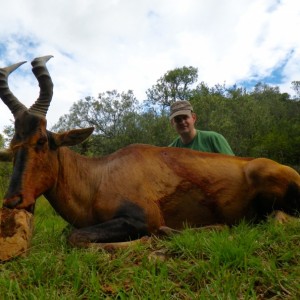 Red Hartebeest