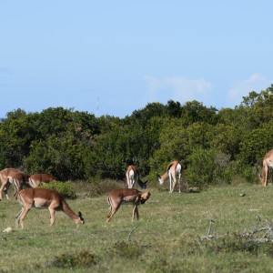 Impala