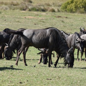 Blue wildebeests