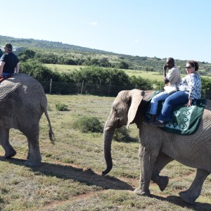 Riding Elephant