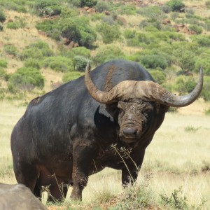 Buffalo