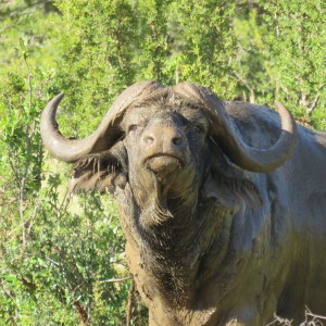 Sandymount Buffalo with attitude