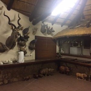 Safaris Trophy room