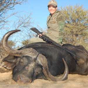 Buffalo Bull