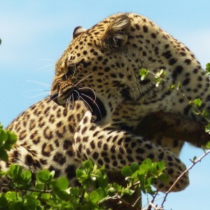 Tanzania Buffalo and Leopard Hunt 2015 with PD SAFARIS