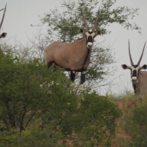 The magnificent Oryx or Gemsbok