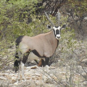 The magnificent Oryx or Gemsbok