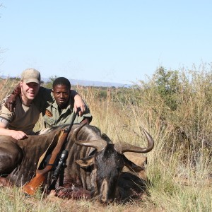 Blue Wildebeest