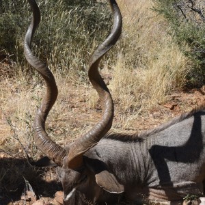 Kudu