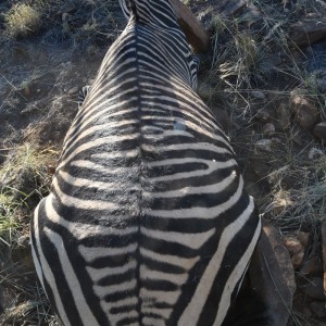 Zebra