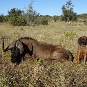 Black Wildebeest