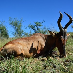 Red Hartebeest