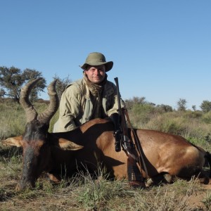 Red hartebeest