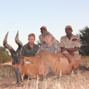 Red Hartebeest