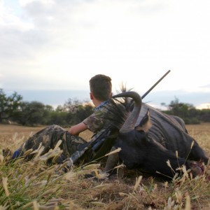 Blue Wildebeest