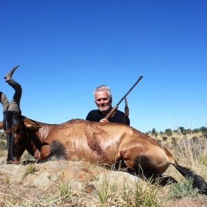 Red Hartebeest