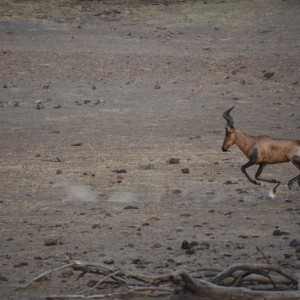 Red Hartebeest