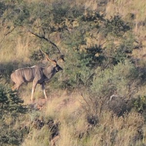 Kudu