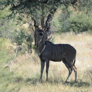 Kudu