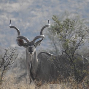 Kudu