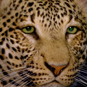 Close-ups of our Leopard