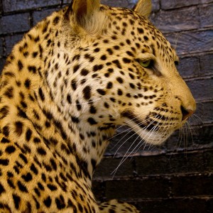 Close-ups of our Leopard