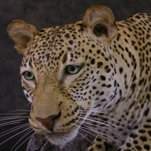 Close-ups of our Leopard