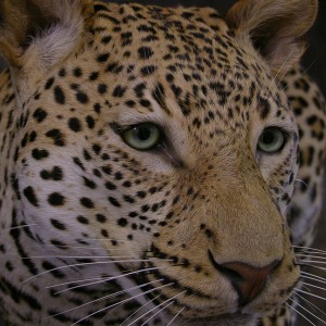 Close-ups of our Leopard