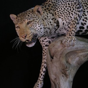 Close-ups of our Leopard