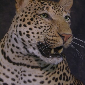 Close-ups of our Leopard