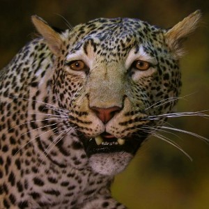 Close-ups of our Leopard