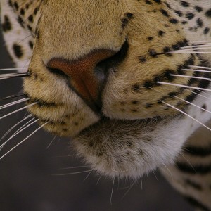 Close-ups of our Leopard