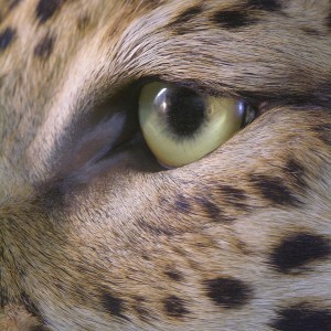 Close-ups of our Leopard