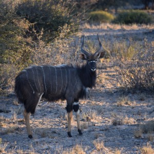 Nyala