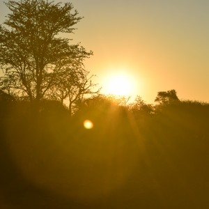 Kalahari Sunset