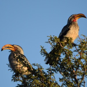 yellow-billed hornbill