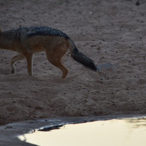 three-legged jackal