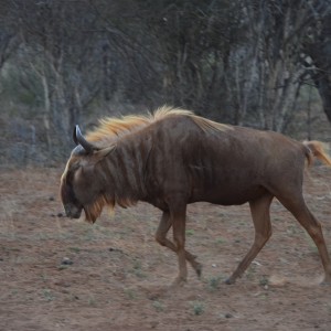 Golden Wildebeest