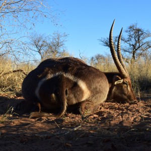 waterbuck