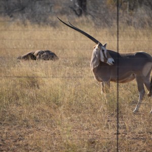 golden gemsbok