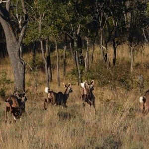 kudu