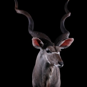 Kudu