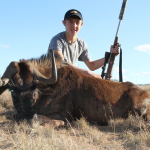 Noah's Cull Black Wildebeest at Huntershill Safaris