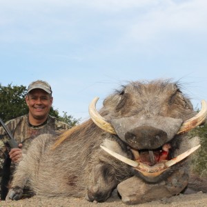 Warthog at Huntershill Safaris