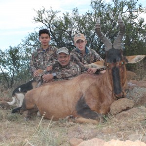 Hardebeest at Huntershill Safaris