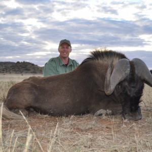 Black Wildebeest with White Lion Safaris