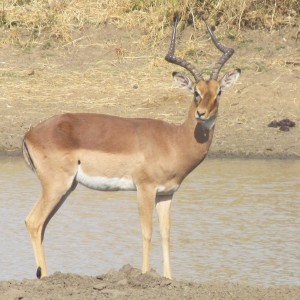 Impala... not photoshopped