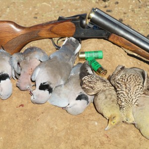 Sandgrouse & Dove Namibia