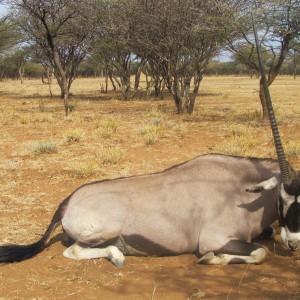 Gemsbok Namibia