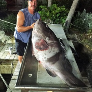 Warsaw grouper Dry Tortugas